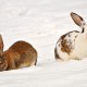 Rabbits in the snow